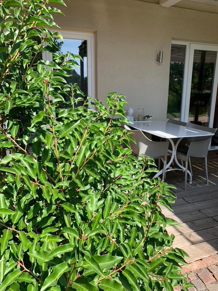 Gleisberg3 - Suedliche Weinstrasse Apartment Billigheim-Ingenheim Bagian luar foto